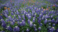 Flowers country Texas Bluebonnet