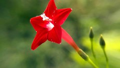 Flowers cyprus red flowers
