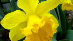 Flowers daffodil flower