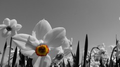 Flowers daffodils selective coloring