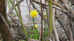 Flowers daffodils yellow flower