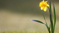 Flowers daffodils yellow flowers