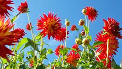 Flowers dahlias bushes red