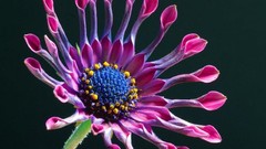 Flowers Daisy African Daisy spoon daisies