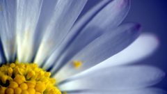 Flowers Daisy blue flowers