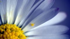 Flowers Daisy macro