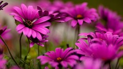 Flowers Daisy pink flowers