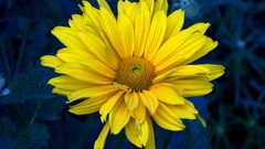 Flowers Daisy Plants