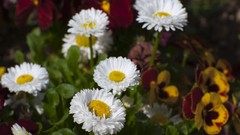 Flowers Daisy white flowers pansies