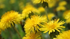 Flowers dandelions yellow flowers