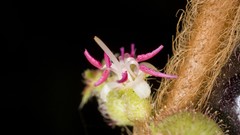 Flowers dark cactus cactus flowers