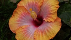 Flowers decoration hibiscus