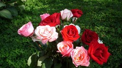 Flowers decoration roses red