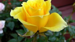 Flowers decoration roses Yellow