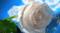 Flowers decoration white roses