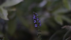 Flowers depth of field