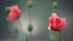 Flowers depth of field