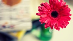 Flowers desks potted plant