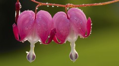 Flowers dew pink flowers Bleeding Hearts