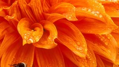 Flowers dew Plants bees bumblebee dahlias orange flowers