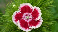 Flowers different look