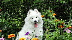Flowers Dogs Garden samoyed