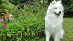 Flowers Dogs Garden samoyed