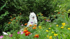 Flowers Dogs Garden samoyed