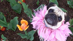 Flowers Dogs Pugs camouflage