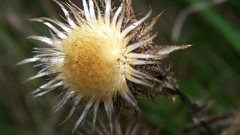 Flowers dry dandelion flower