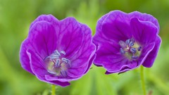 Flowers England purple flowers geranium