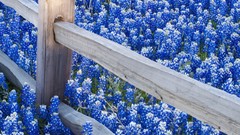 Flowers fences lupine blue flowers HDR Photography