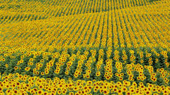 Flowers fields Plants Sunflowers
