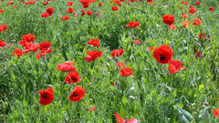 Flowers fields Poppies