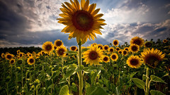 Flowers fields skyscapes Sunflowers