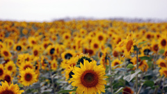 Flowers fields sunflower field