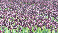 Flowers fields tulips purple