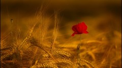 Flowers fields wheat Poppies