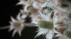 Flowers flora dry flower
