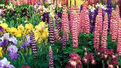 Flowers flower garden