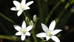 Flowers flower garden