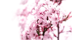 Flowers flower petals