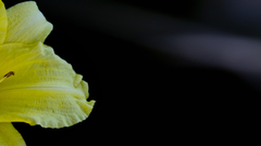 Flowers flower petals Lilies