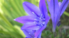 Flowers flower petals violets