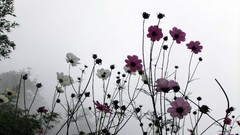 Flowers fog nature Plants mist cosmos flower