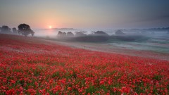 Flowers fog nature Trees sun dawn Poppies meadows mist fields 