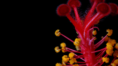 Flowers for that about dsc