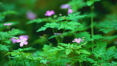 Flowers forest flower