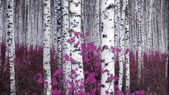 Flowers forests Plants birch