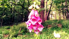 Flowers foxgloves
